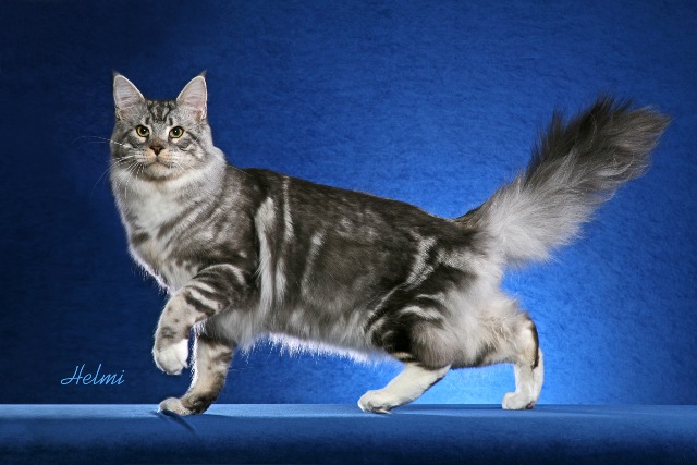 Williamina Genji of Wistariantale - Adult maine-coon 1 year 1 month 2.5 weeks