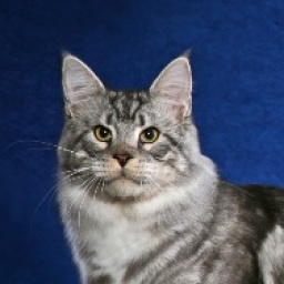 Williamina Genji of Wistariantale