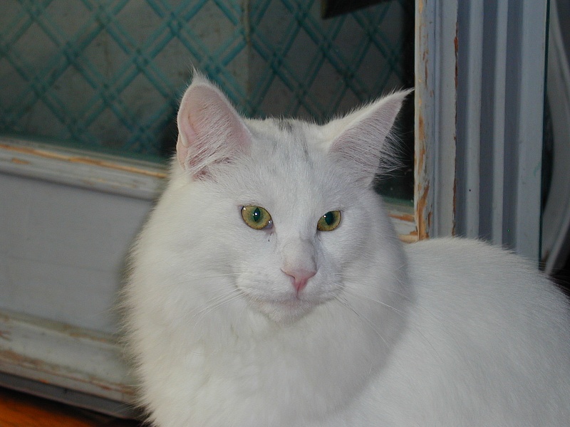 Ohedo Snow Dragon of Wistariantale - Junior maine-coon 8 months 2 weeks