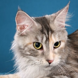 Coonyham Melrose of Wistariantale