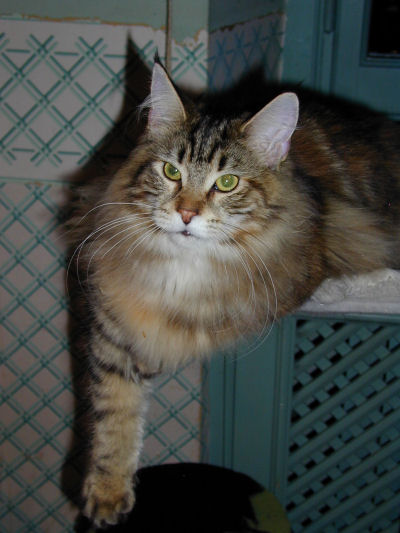 Wistariantale Saigon - Adult maine-coon 2007 years 8 months 3 weeks