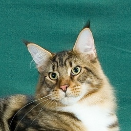 Wistariantale Tempesta