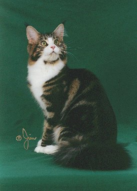 Pinecoon Kissme Kate of Smokeycoons - maine-coon