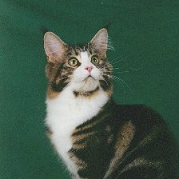 Pinecoon Kissme Kate of Smokeycoons