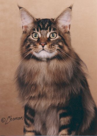 Smokeycoons Alejandro - maine-coon