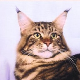 Wistariantale Magnifico