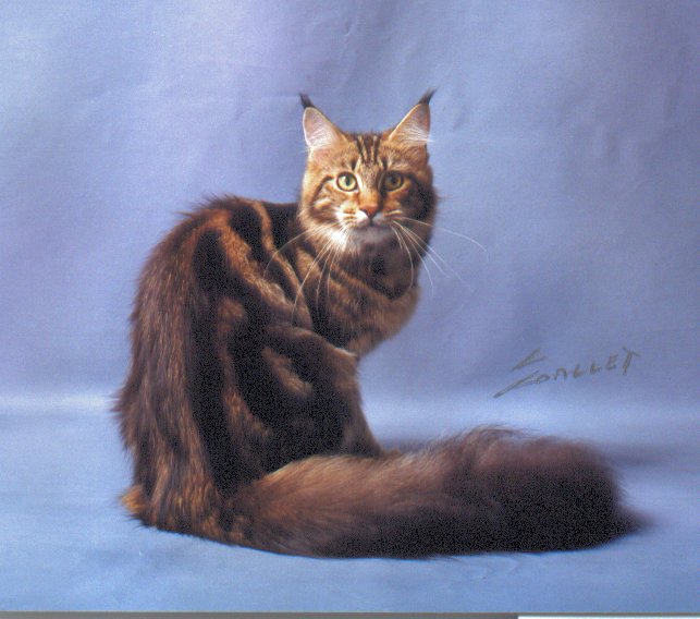 Acadiapark Tigerlilly of Wistariantale - maine-coon