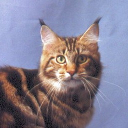 Acadiapark Tigerlilly of Wistariantale