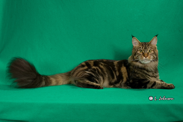 Smokeycoon's Moxee of Wistariantale - Adult maine-coon 1 year 1 month 4 weeks
