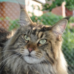 Wistariantale Ulf of Mainewood