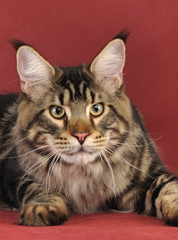 Mainewood Z'Nelja Kummenta - maine-coon