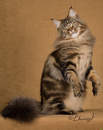 Bonneamie Spectacular - мейн-кун