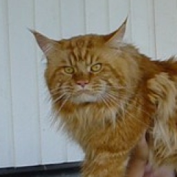 Ravishing Speedy Coonzales