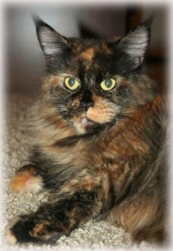 Escape's Isabella Coonzales - мейн-кун