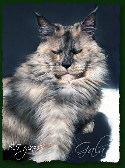 Galadriela Silvi-Cola - Adult maine-coon 5.5 years 2.5 weeks