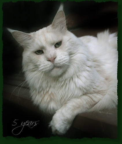 Mainefield Camelot - Adult maine-coon 5 years 3 months 1.5 week