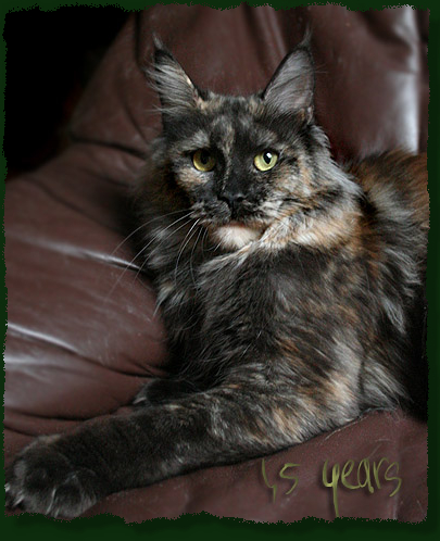 Mainefield's De La Luna - maine-coon 01/19/2012