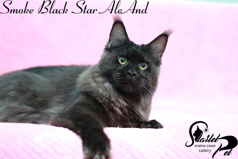 Smoke Black Star AleAnd - maine-coon