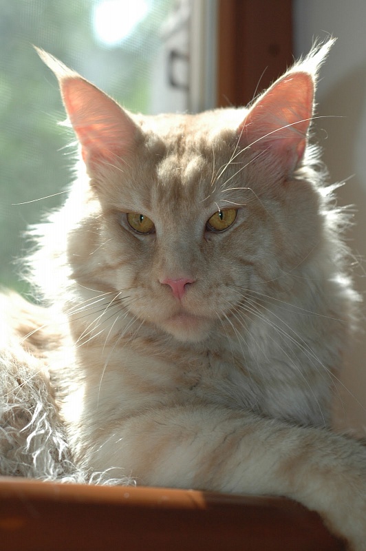 Mainefield's Purple Rain - maine-coon