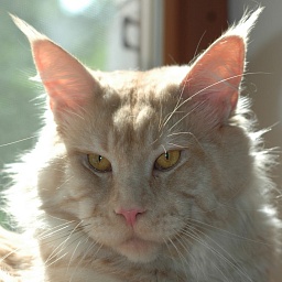 Mainefield's Purple Rain