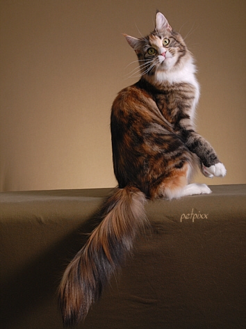 Nascat Rev-Up N Fire Thru of Bonneamie - maine-coon