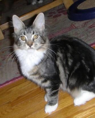 SaraJen Chi Chi of Mainesuspect - Kitten maine-coon 5 months