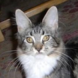 SaraJen Chi Chi of Mainesuspect