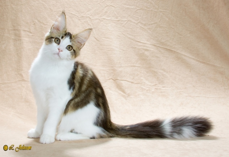 Mainesuspect Sayuri of Bonneamie - мейн-кун