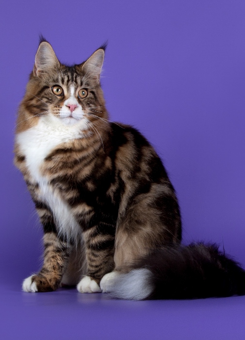 Bonneamie Miracle Mile - maine-coon