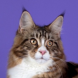 Bonneamie Miracle Mile