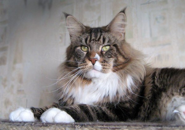 Stallers Hello Party - maine-coon