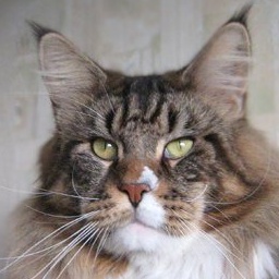 Stallers Hello Party