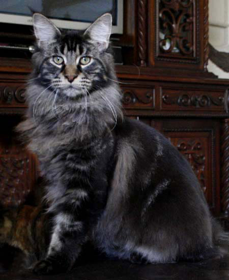 Funkycats Black Power - maine-coon