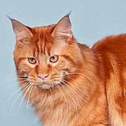 Olmocabe's Paparazzi