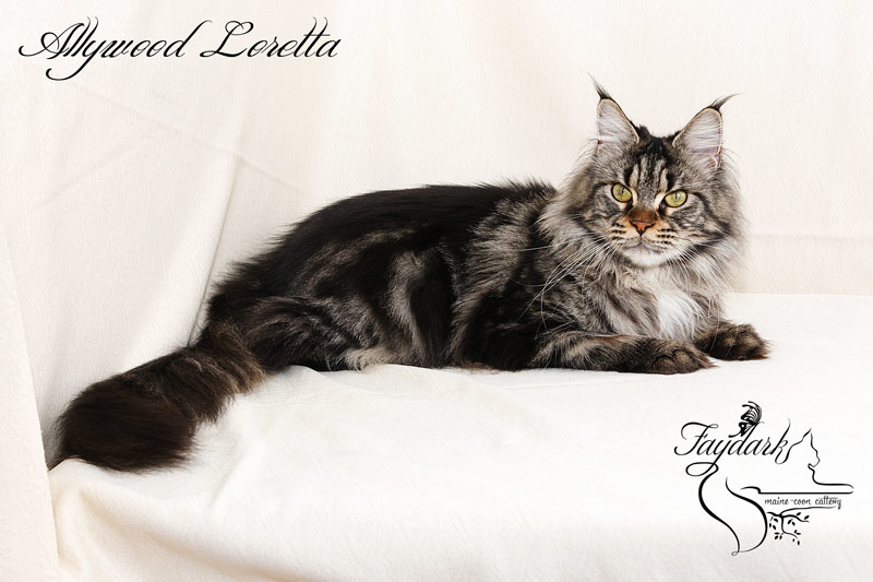 Allywood Loretta - Adult maine-coon 1 year 10 months