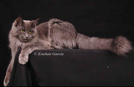 Fire Blue de Broceliande - maine-coon