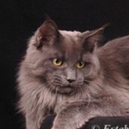 Fire Blue de Broceliande