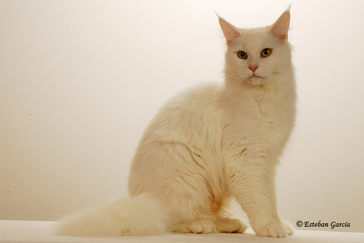 Pillowtalk's Ice Flower - Adult maine-coon 1 year 11 months 2.5 weeks