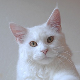 Pillowtalk's Ice Flower