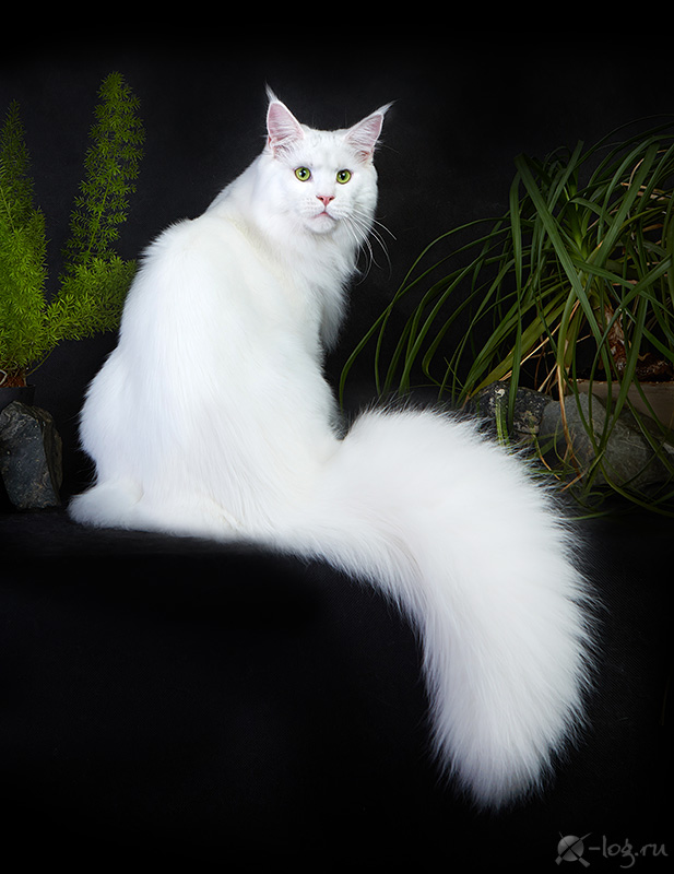 Troy Coonara - maine-coon