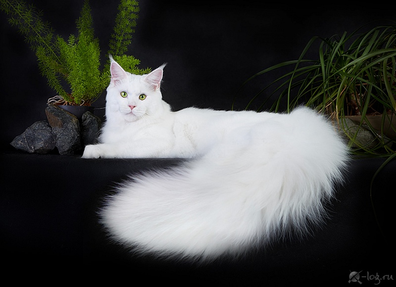 Troy Coonara - maine-coon