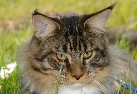 Supernova Maximus x Meridius - Junior maine-coon 7 months 2.5 weeks