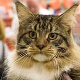 Supernova Maximus x Meridius