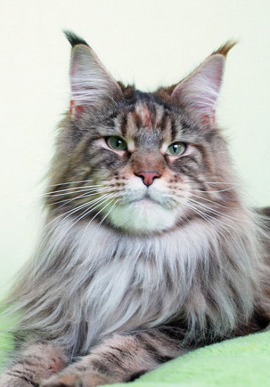 Pillowtalk's French Kiss - Adult maine-coon 1 year 6 months 3.5 weeks