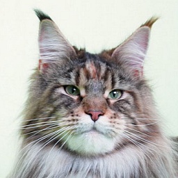 Pillowtalk's French Kiss