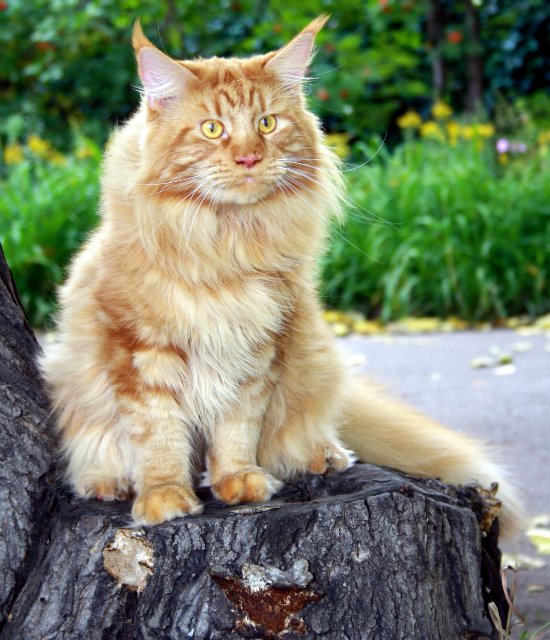 Flint Olimpian - maine-coon