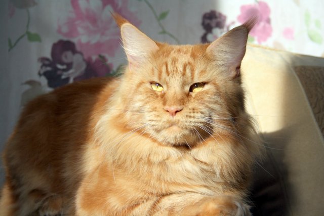 Flint Olimpian - maine-coon