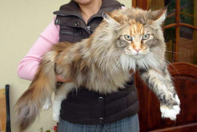 Mount Desert's Norma Jean - maine-coon
