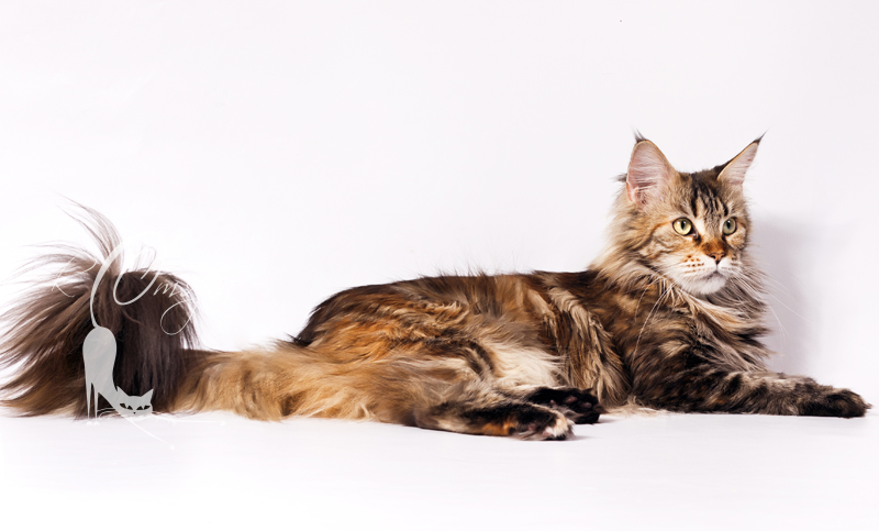 Karmelita Olimpian - Adult maine-coon 2 years 11 months 4 weeks