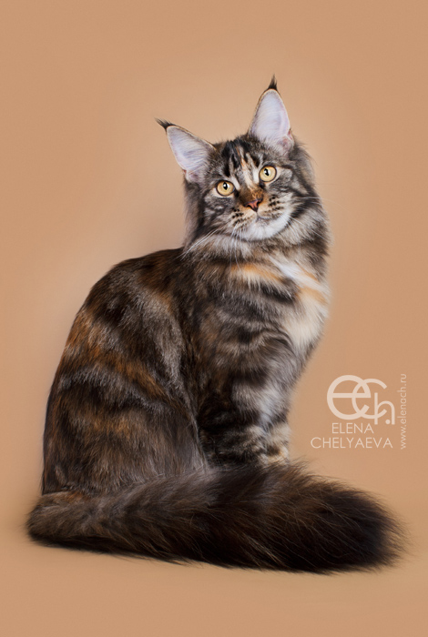 MakAlina Bayuda Foinix - maine-coon